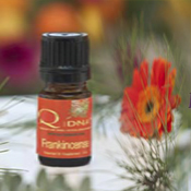 QDNA® Frankincense Sacra Essential Oil